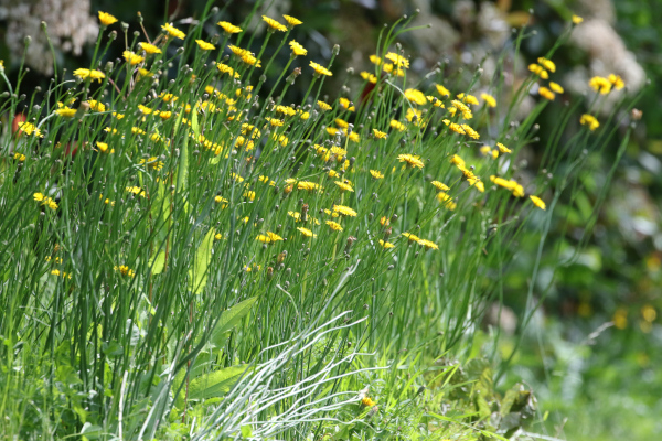 Herbes hautes et fleurs sauvages forment une prairie © Laurent Cocherel